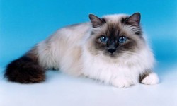 Birman_