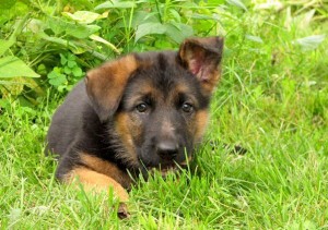 German shepherd dog_