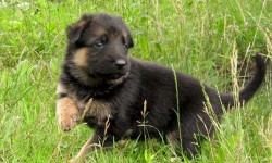 German shepherd dog_