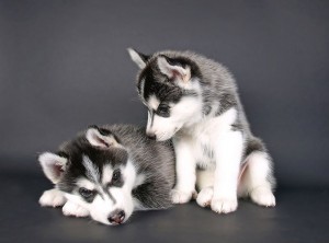 husky_