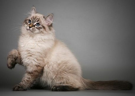 Невская маскарадная порода кошек | Гав Мяу