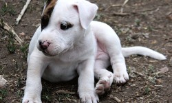 pitbull terrier__