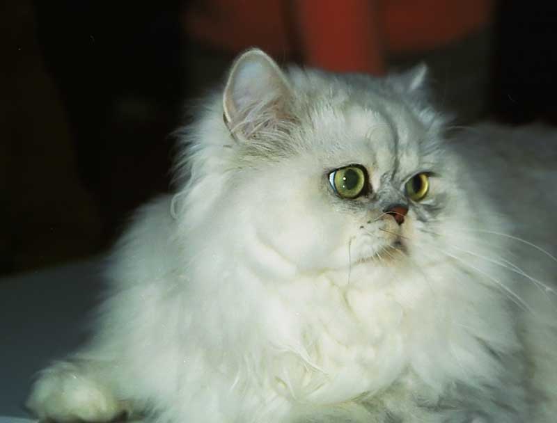 Персидская шиншилла, порода кошек | Гав Мяу
