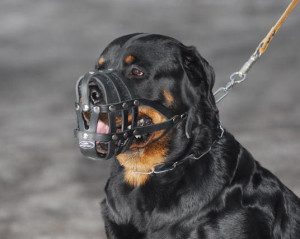 rottweiler-leather-dog-muzzle-22_LRG